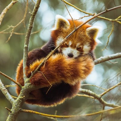Red panda sleeping on tree branch